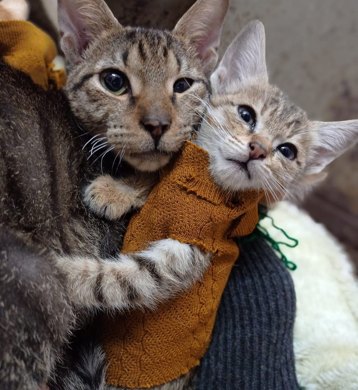Animal Welfare