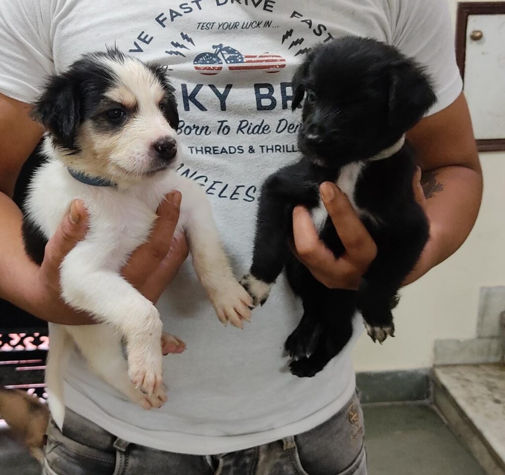 Dog Adoption